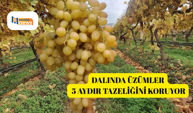 Dalında üzümler 5 aydır tazeliğini koruyor