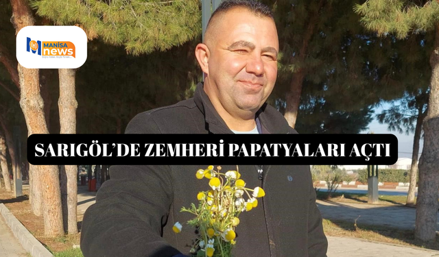 Sarıgöl’de zemheri papatyaları açtı