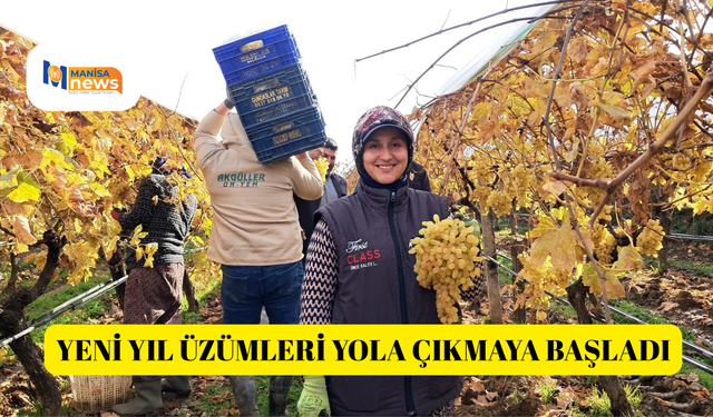 Yeni yıl üzümleri yola çıkmaya başladı