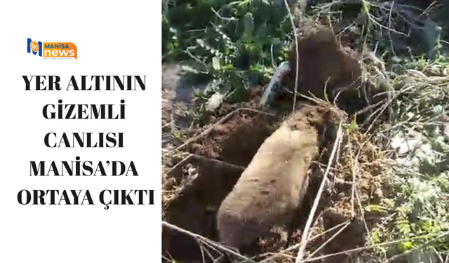 Yer altının gizemli canlısı Manisa’da ortaya çıktı