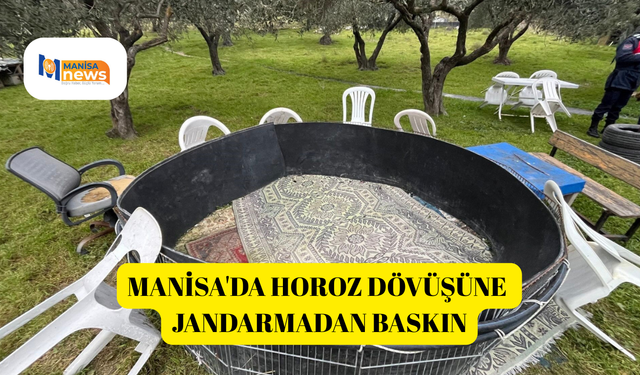 Manisa'da horoz dövüşüne jandarmadan baskın