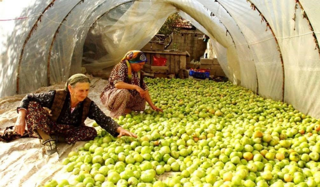 Kırağı vurdu, gök domates seraya taşındı