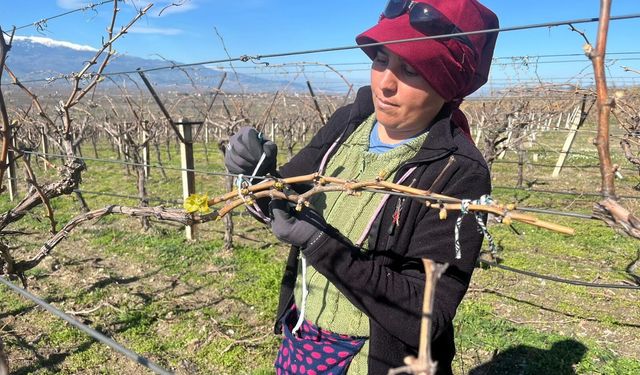 Bağlarda erken uyanış korkutuyor