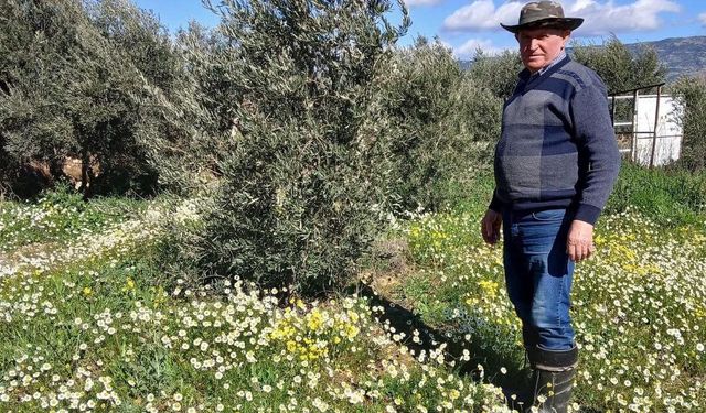 Sarıgöl'de şubat ayında yalancı bahar yaşanıyor