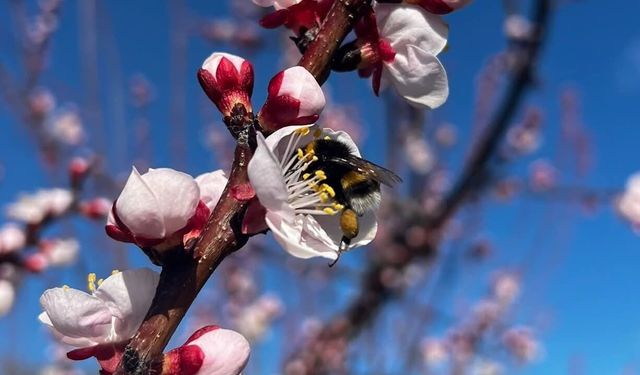 Salihli’de sert çekirdekli meyveler için ‘Monilya’ uyarısı