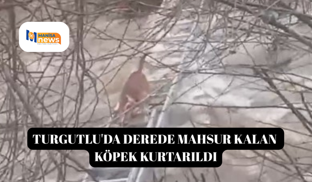 Turgutlu'da derede mahsur kalan köpek kurtarıldı