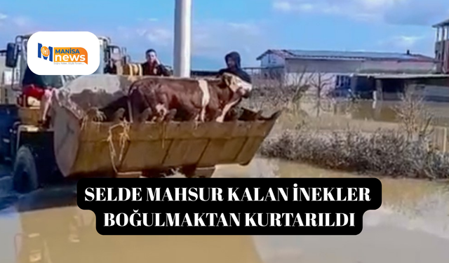 Selde mahsur kalan inekler boğulmaktan kurtarıldı
