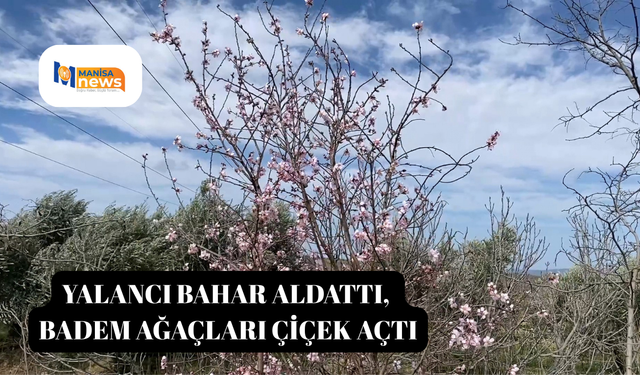 Yalancı bahar aldattı, badem ağaçları çiçek açtı