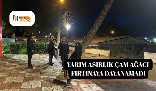 Yarım asırlık çam ağacı fırtınaya dayanamadı
