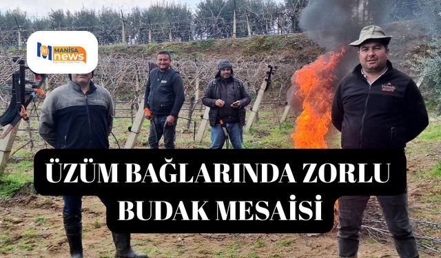 Üzüm bağlarında zorlu budak mesaisi
