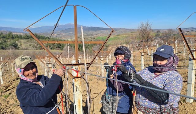 Sarıgöllü kadınlar 8 Mart’ı bağlarda çalışarak kutladı