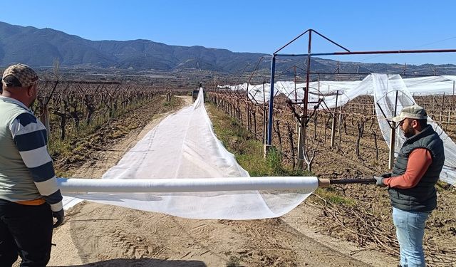 Sarıgöl'de üzüm bağları doluya karşı fileyle korunuyor