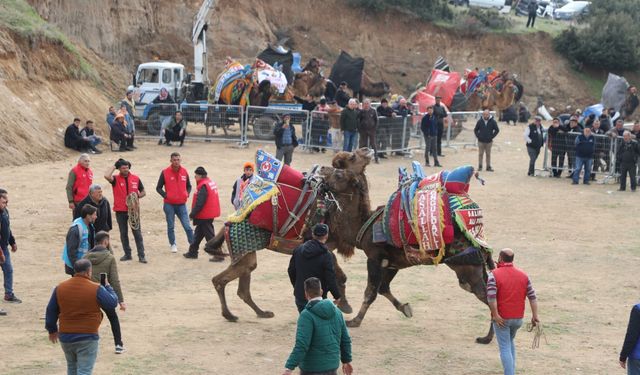 Turgutlu’da deve güreşleri heyecanı yaşanacak