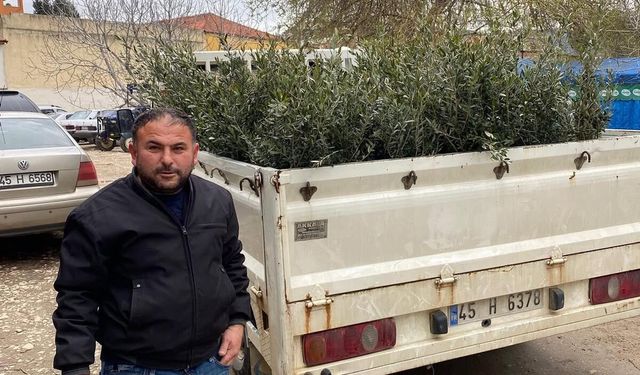 Sarıgöl’de Trilye zeytin fidanına yoğun ilgi
