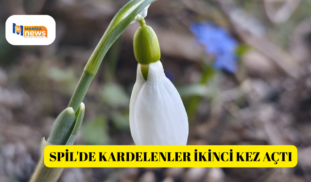 Spil'de kardelenler ikinci kez açtı