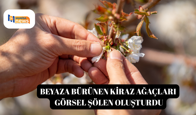 Beyaza bürünen kiraz ağaçları görsel şölen oluşturdu