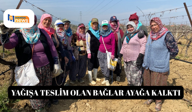Yağışa teslim olan bağlar ayağa kalktı