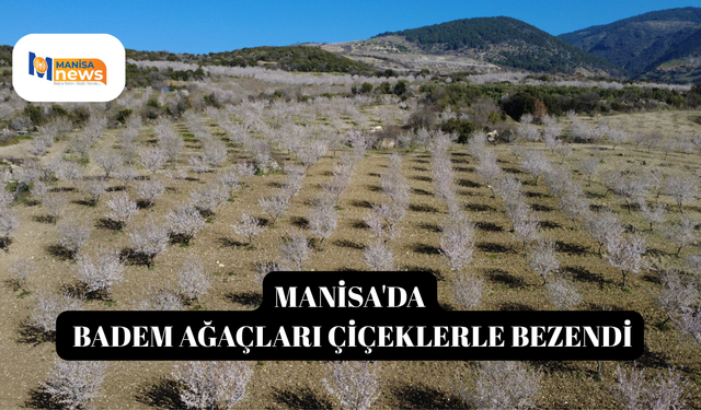Manisa'da badem ağaçları çiçeklerle bezendi
