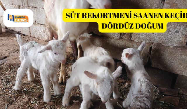 Süt rekortmeni Saanen keçiden dördüz doğum