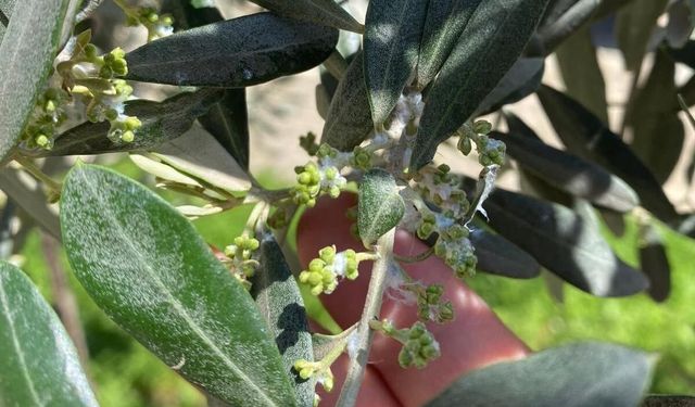 Sarıgöl’de zeytin üreticileri pamuklu bit zararlısına karşı uyarıldı