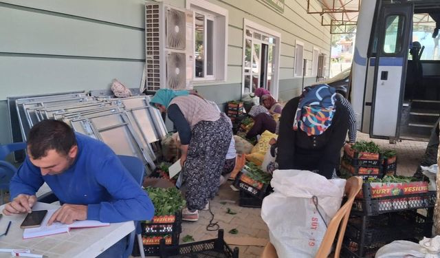 Sarıgöl’de taze bağ yaprağı mesaisi başladı