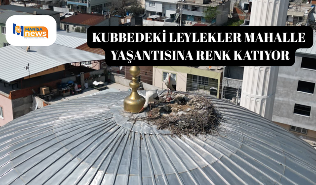 Kubbedeki leylekler mahalle yaşantısına renk katıyor