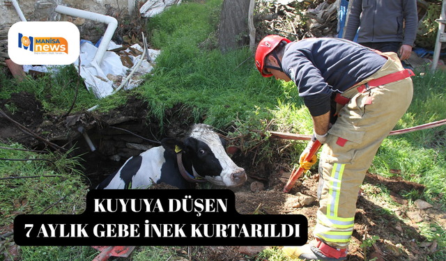Kuyuya düşen 7 aylık gebe inek kurtarıldı