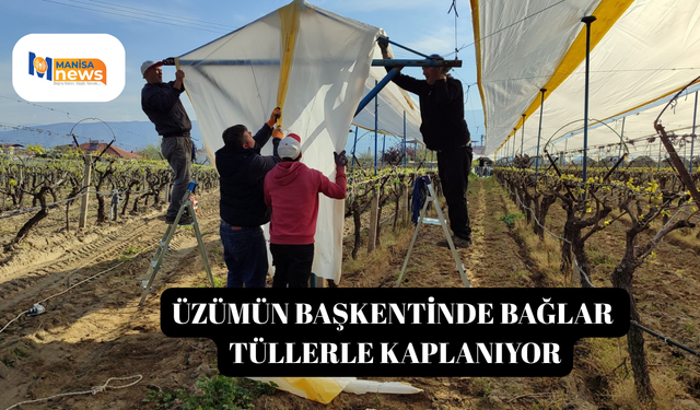 Üzümün başkentinde bağlar tüllerle kaplanıyor