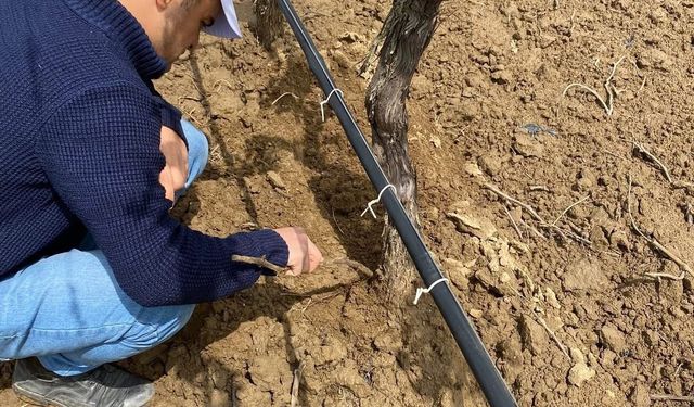 Yağış sonrası sıcaklık artışı hastalık riskini zirveye taşıdı