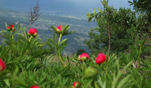 Koruma altındaki çiçekler doğaseverleri cezbediyor