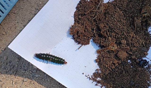 Çam ormanlarına biyolojik kalkan
