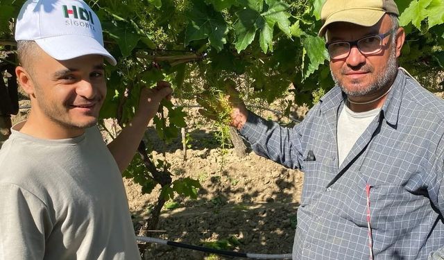 Sarıgöl TARİŞ’te yaş üzüm seferberliği