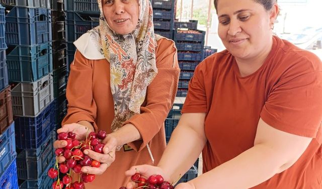 25 yıl önce dikilen kiraz fidanları Selendi'yi Avrupa'ya taşıdı