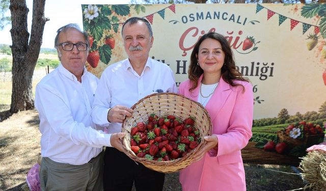 Osmancalı Çileği’nin ilk hasadı şenlikle yapıldı