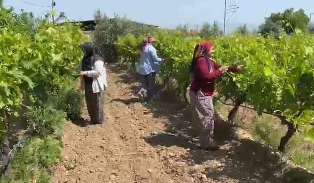 Alaşehir'de çiftçilere son uyarı