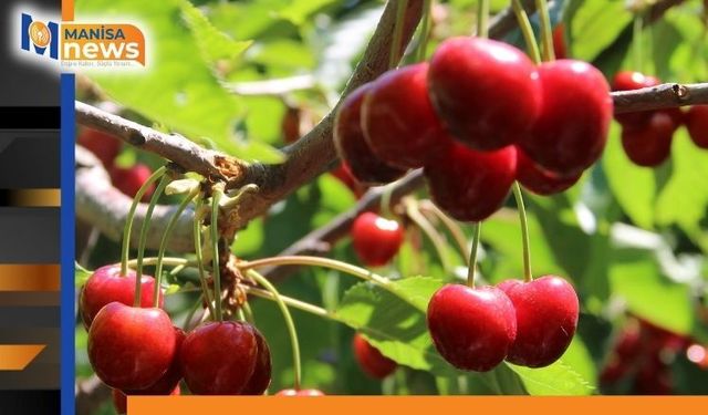 Salihli kirazı dünya sofralarını süslüyor