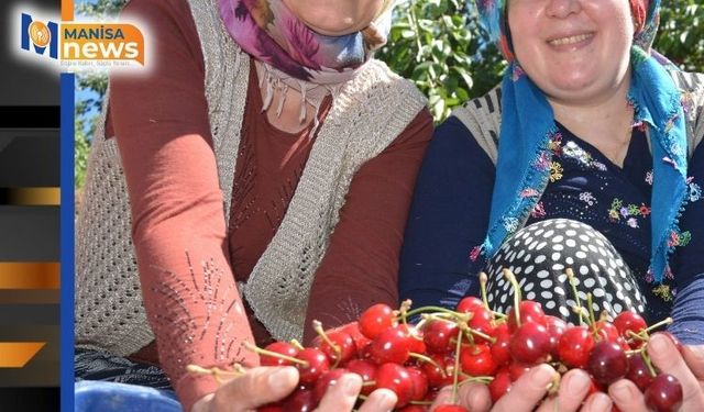 Dünyaca ünlü Demirci kirazında hasat başladı