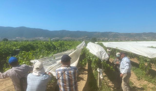 Dünyaca ünlü Sultaniye üzümüne beyaz kalkan