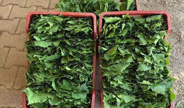 Sarıgöl'de yaprak fiyatları 35-40 TL'ye geriledi