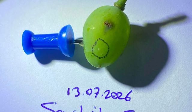 Sarıgöllü üzüm üreticilerine kritik uyarı