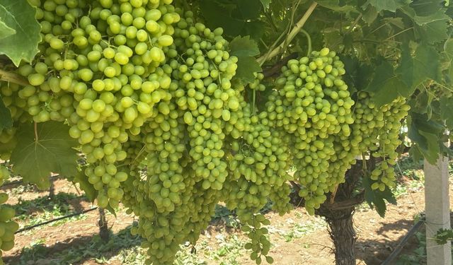 Sarıgöl'ün üzüm salkımları göz kamaştırıyor