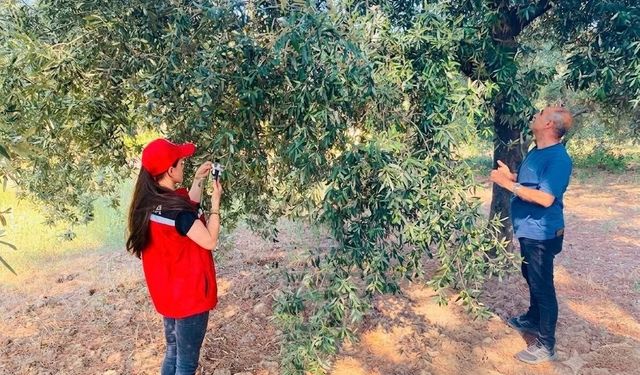 Salihli'de zeytin üreticilerine kritik uyarı