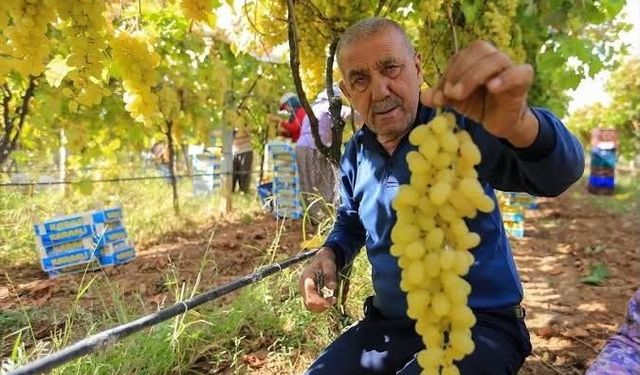 Manisalı üretici üzüm fiyatlarının erken açıklanmasını bekliyor