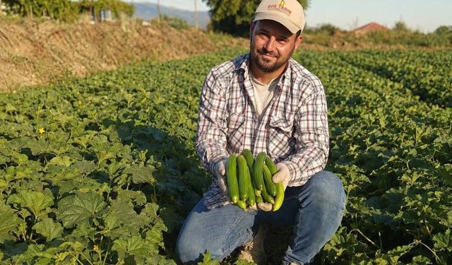 Emcelli'nin doğal acuru tezgahlardaki yerini aldı