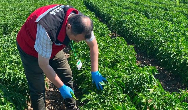 Manisa'da organik ürünlere pestisit analizleri başladı
