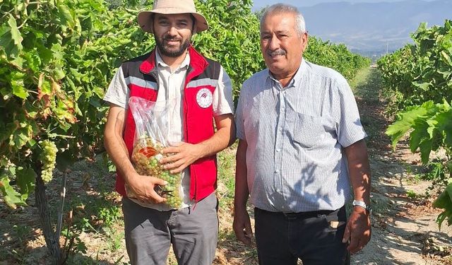 Üzüm bağlarında hasat öncesi pestisit denetimi