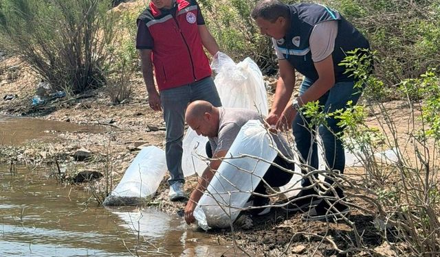 Soma’da baraj ve göletlere 250 bin yavru sazan bırakıldı