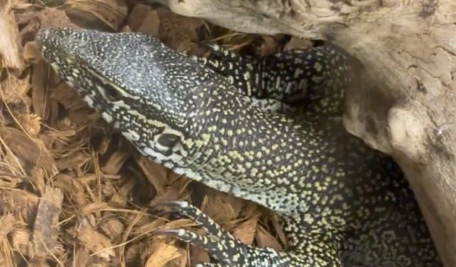 Manisa'da egzotik hayvan operasyonu: 61 yaban hayvanı kurtarıldı