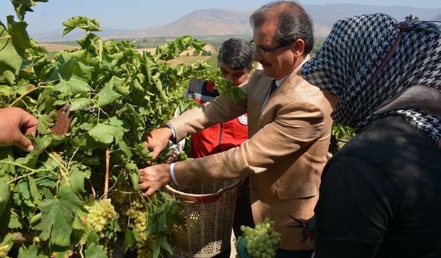 Kaymakam Güldoğan bağa girip üzüm kesti