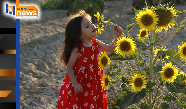 Ayçiçeği tarlaları fotoğrafçıların yeni gözdesi oldu